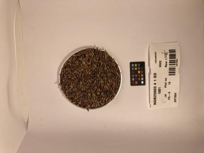 Click for 1 image(s) for this accession. SEED